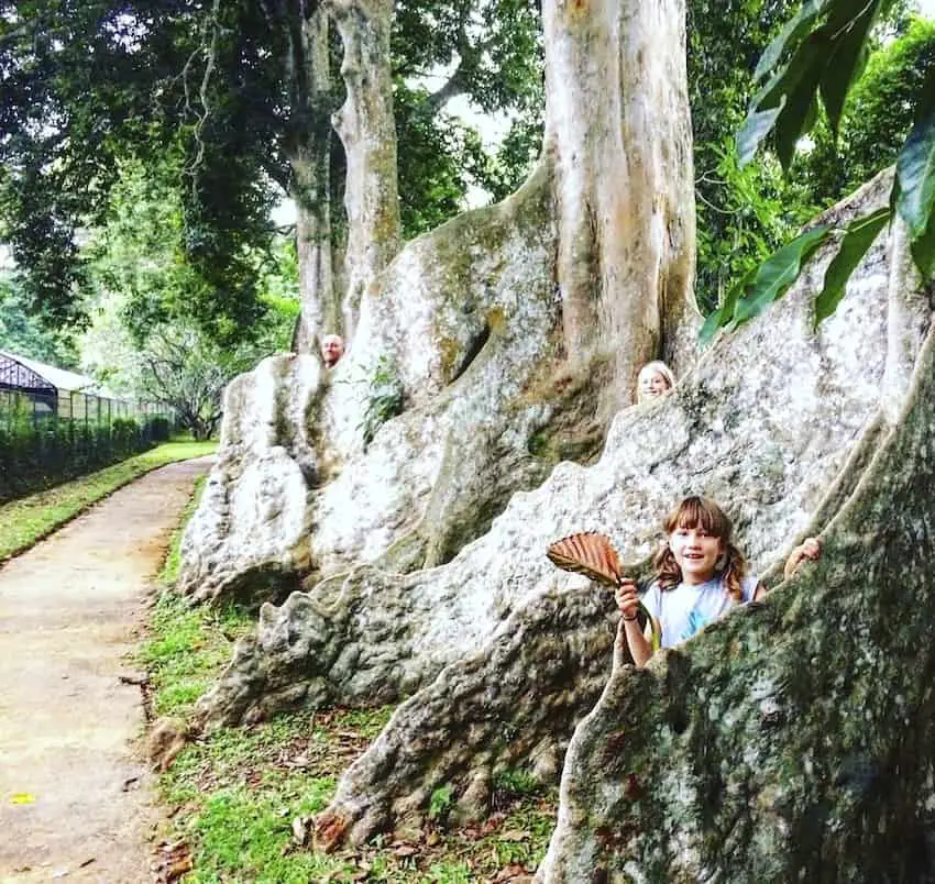 Things to do in Kandy Sri Lanka with Kids, Almond trees, Botanical Gardens, Kandy, Sri Lanka