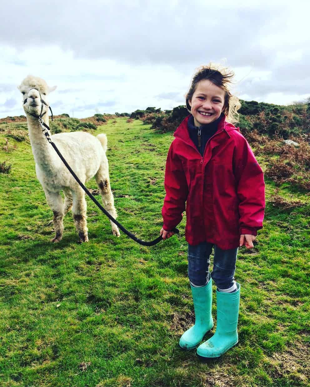 little girl smiling with an alpaca on a lead