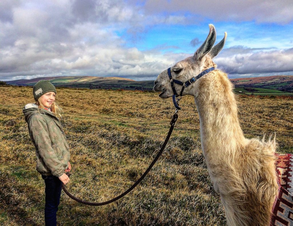 Dartmoor walks with llamas