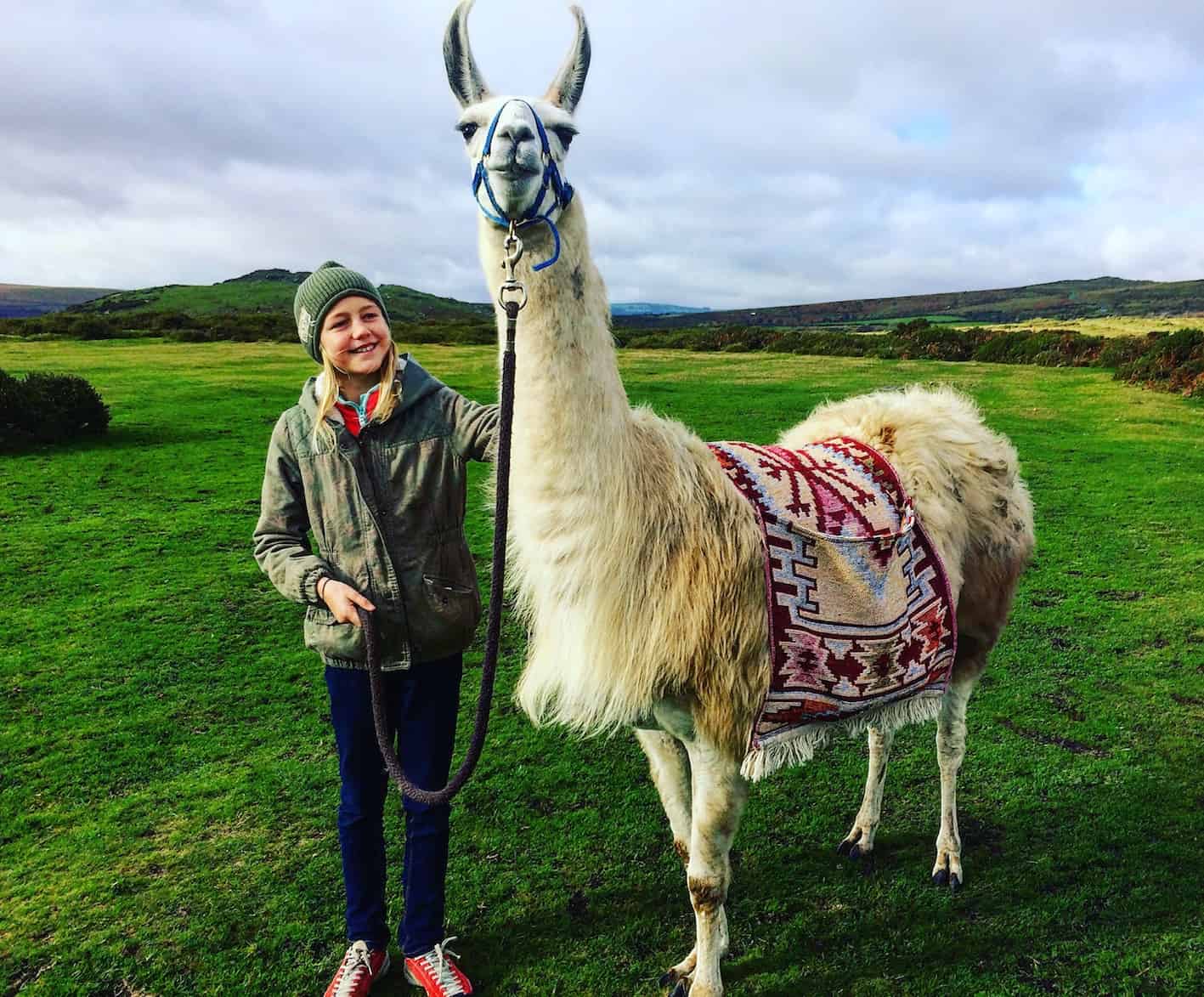 stroking a llama on dartmoor