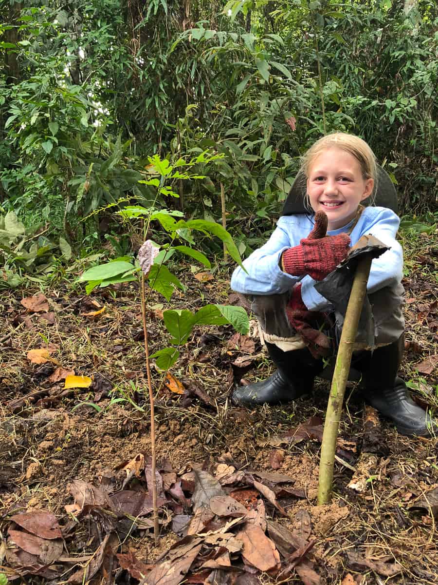 replanting the rainforest