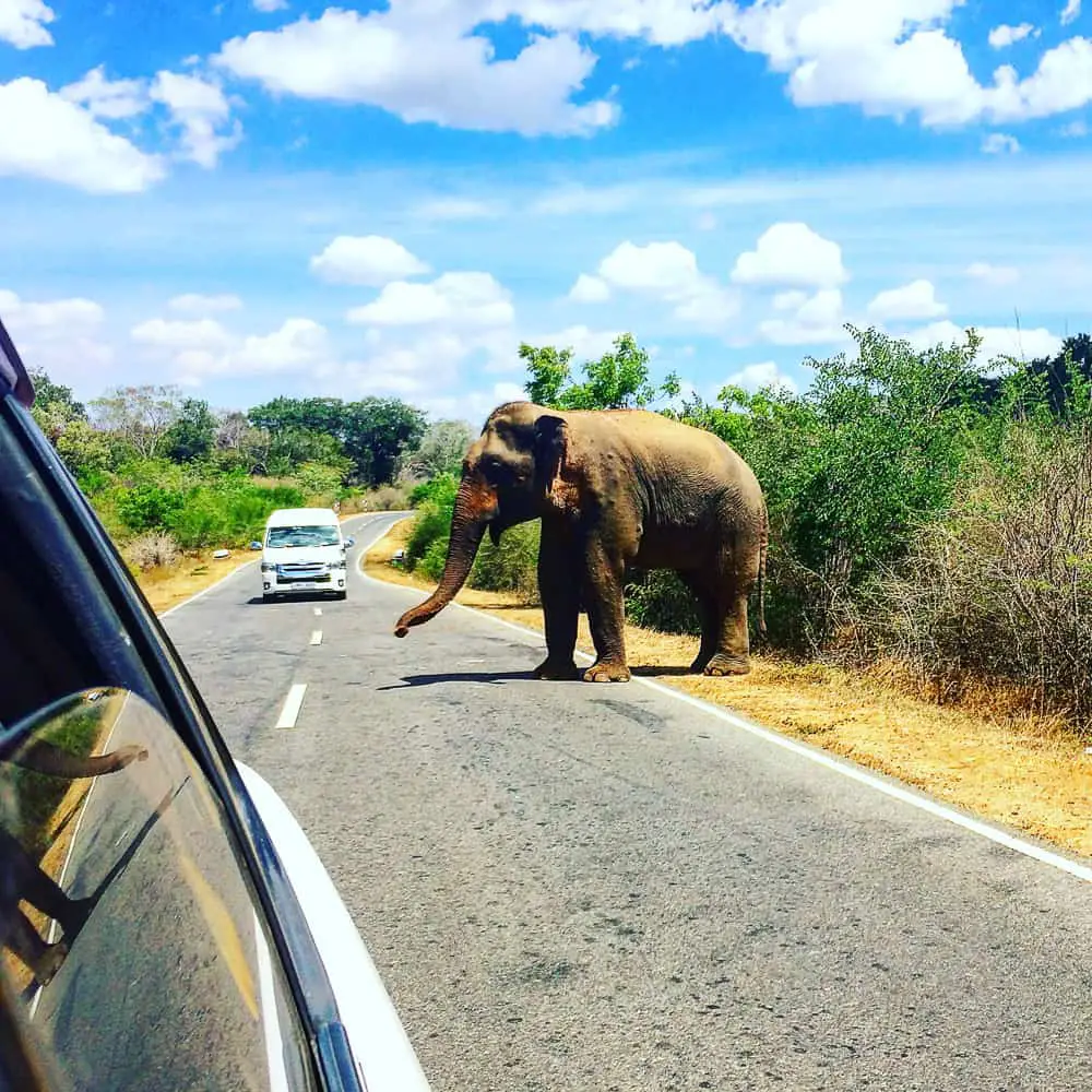 elephant on road in Sri Lanka 3 week itinerary