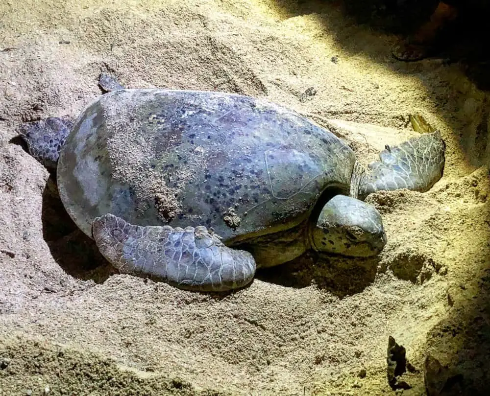 green turtle borneo