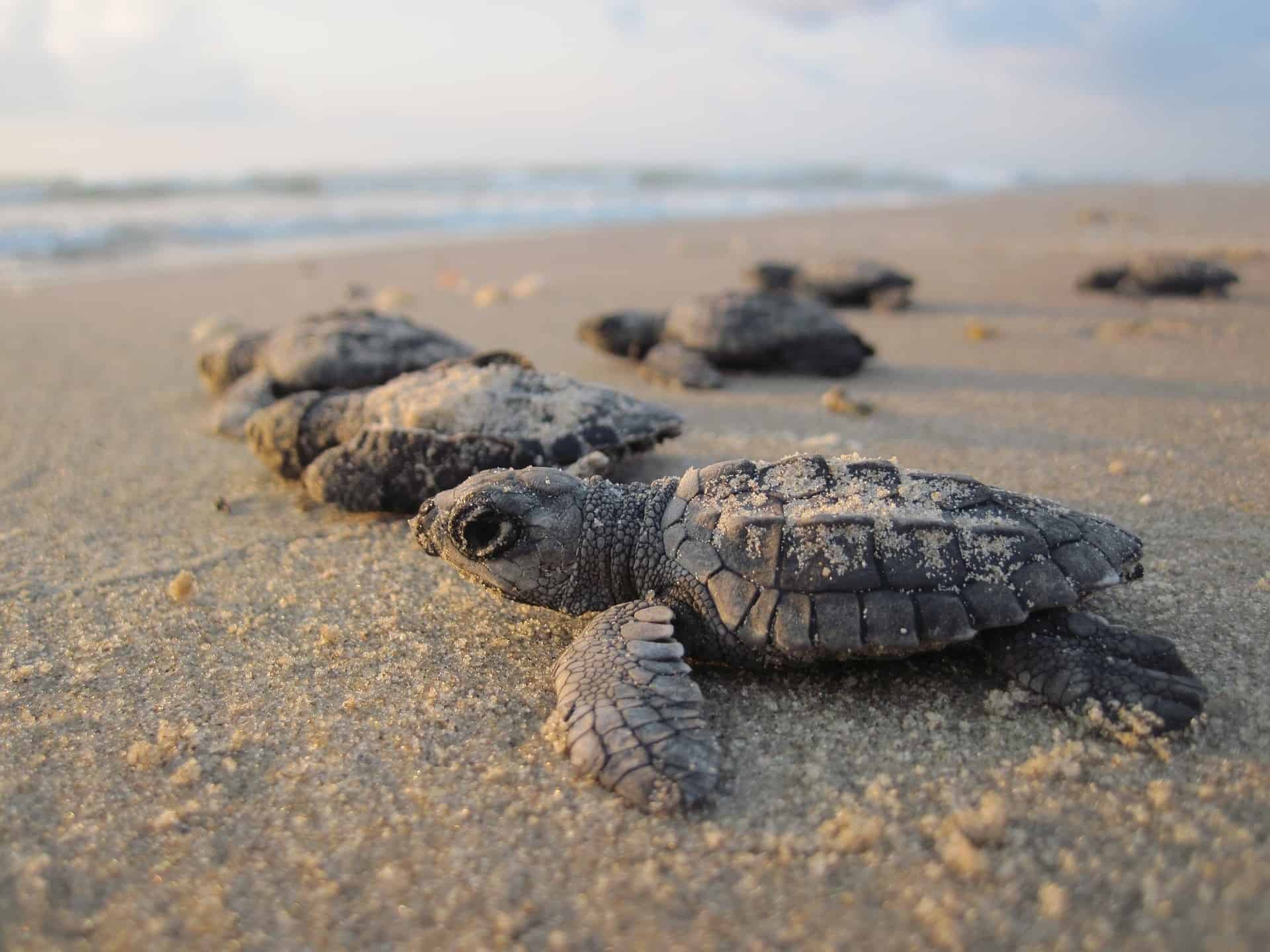 turtle island Malaysia