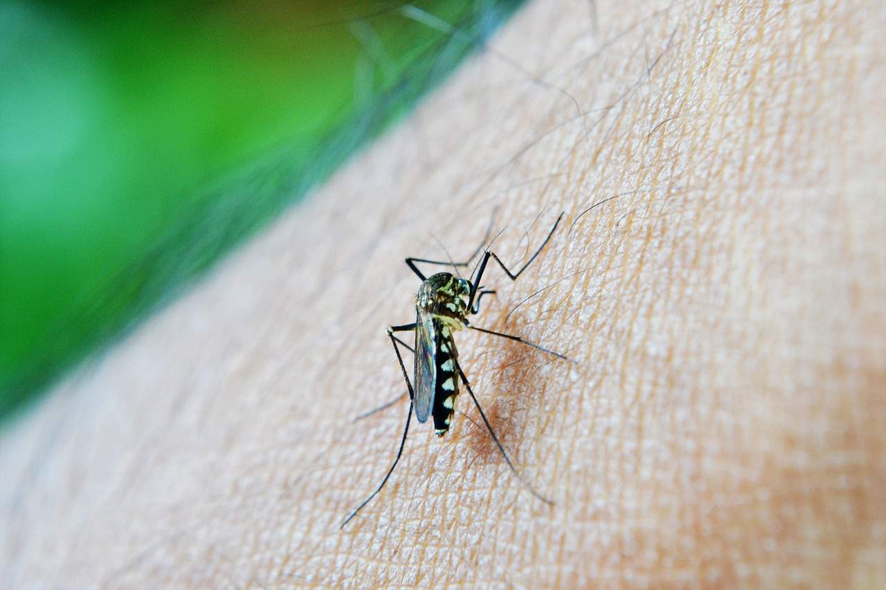 malaria in borneo
