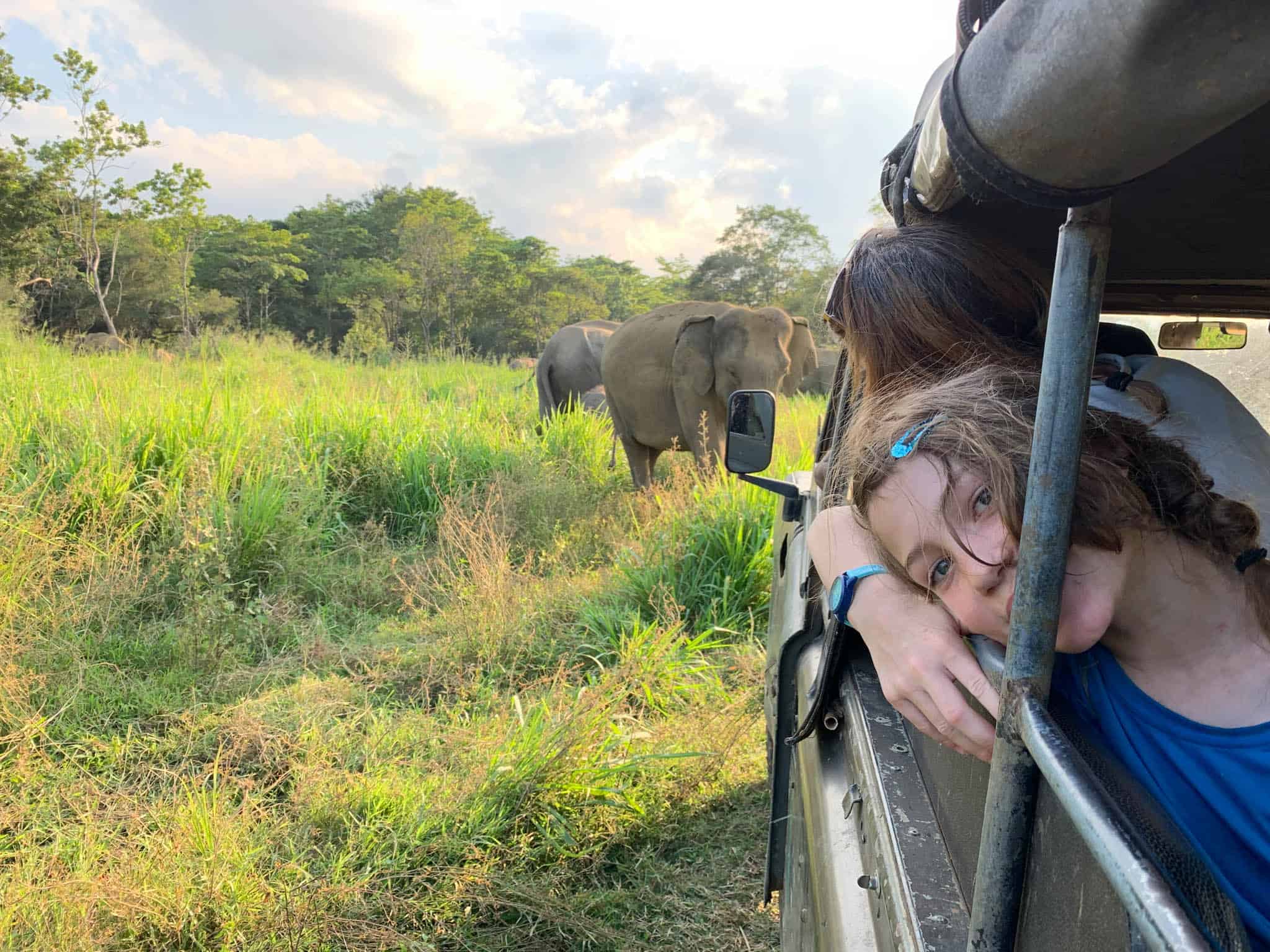elephant watching Sri Lanka
