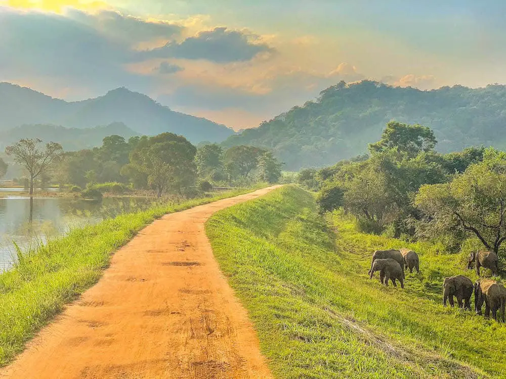 volunteering in Sri Lanka with elephants