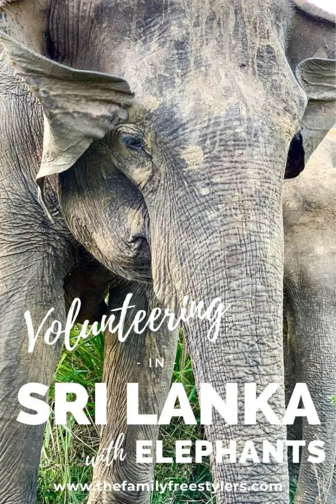 volunteering in Sri Lanka with elephants