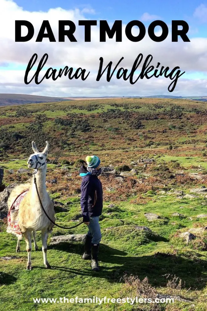 llama walking on Dartmoor